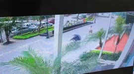 Moped thieves steal dog, dragging owner along road