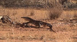 Yellow-spotted Monitor (or Bungarra) watching, and not moving