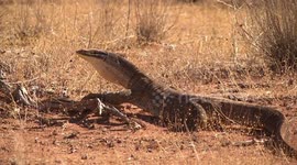 Yellow-spotted Monitor (or Bungarra) relaxing, watching, not moving