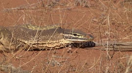 Yellow-spotted Monitor (or Bungarra) wary, watching - head study