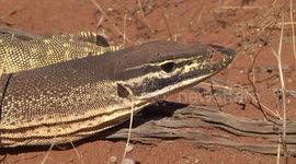 Yellow-spotted Monitor (or Bungarra)  blinking, watching - low angle head study