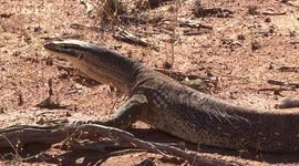 Yellow-spotted Monitor (or Bungarra) nervous, ready to run