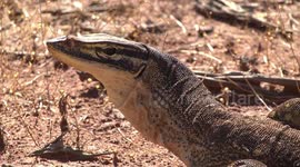Yellow-spotted Monitor (or Bungarra) freezing - head study