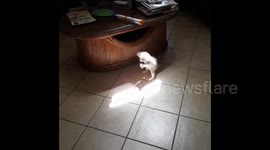 Newsflare Edit - Adorable kitten tries to catch ray of sun