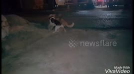 Cats fighting