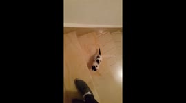 Little cat learning to get upstairs