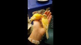 Birds eating off my hand