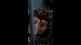 Newly born birds
