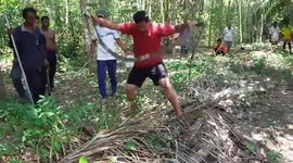 Villager catches King Cobra with bare hands