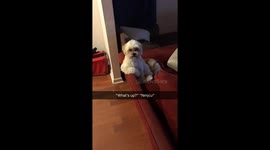 Dog sits like human