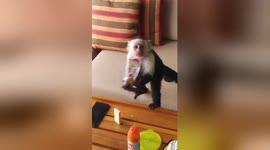 Monkeys swoop into Canadian tourists' hotel room to feast on snacks