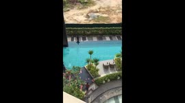 Monitor lizard goes for a swim in communal pool