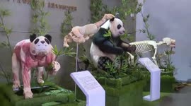 全球首只生物塑化大熊猫标本亮相成都