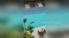Monitor lizard goes for a swim in residential pool