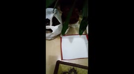 Little cat playing with plant