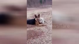 Romantic moment wolfdog cuddles with sheep