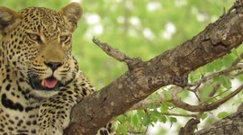 Beautiful male leopard spends his morning relaxing up in tree