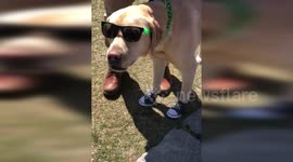 Cool dog shows off style on a university campus