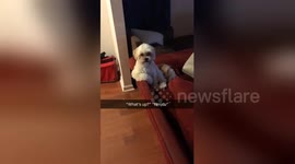 Newsflare Edit - Dog sits like human