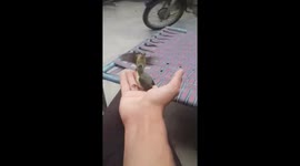 Mother sunbird feed her injured baby on kid's hand