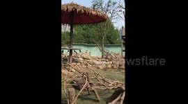 Monkey slaps down drone flying in zoo enclosure