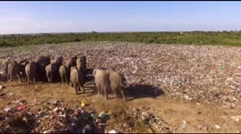 Six elephants dead after eating plastic at Sri Lanka rubbish landfill