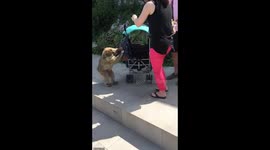 American Tourist Harassed By Monkey At Gibraltar Rock - Funny!
