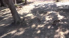 Funny monkeys are eating cookies in India