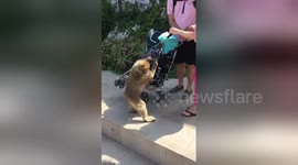 Watch a tourist’s extremely awkward moment with a monkey at the Rock of Gibraltar