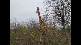 Giraffe in natural habitat