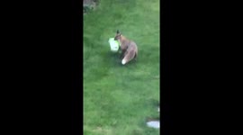 Funny fox steals bag of rubbish from garden and jumps fence