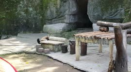 Tintin the Panda