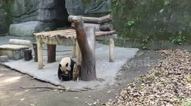 Tintin the Panda