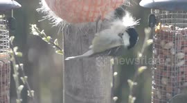 Bird using dog fur for nest material