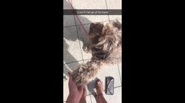 Dog that cries if his hand isn’t held