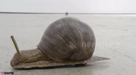 Mechanical SNAILS crawl around the floor at art gallery