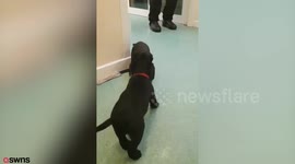 A pair of trainee police dogs were caught on camera tussling over 'evidence' - before getting backup from six more puppies