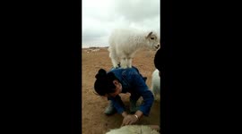 Baby goat shows off leapfrog skills on people's backs