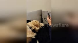 Newsflare Edit - Dog want attention