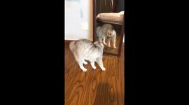 Confused cat bounces off mirror as it tries to fight its own reflection