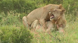 Young male lions display brotherly love during sunrise in African bush