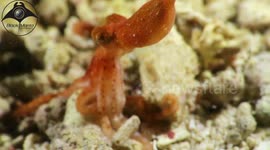Wolfi Octopus - Smallest Octopus in the WORLD does comedy disappearing act on night dive!
