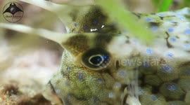 Long horned Cowfish poses for camera on night dive in Philippines.