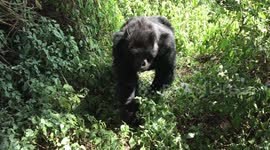 Gorilla family brushes past hikers in Rwanda