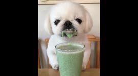 My Dog loves smoothies