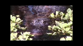 Alligator swims at us in Florida swamp