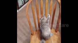 Cat gets head stuck in chair funny