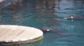 Dolphin Reef - Eilat