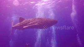 Ploypat - First seen whale shark in Chumporn Thailand