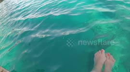 Coral Reef and one fish having fun